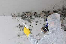 Best Black Mold Removal  in Wadsworth, OH